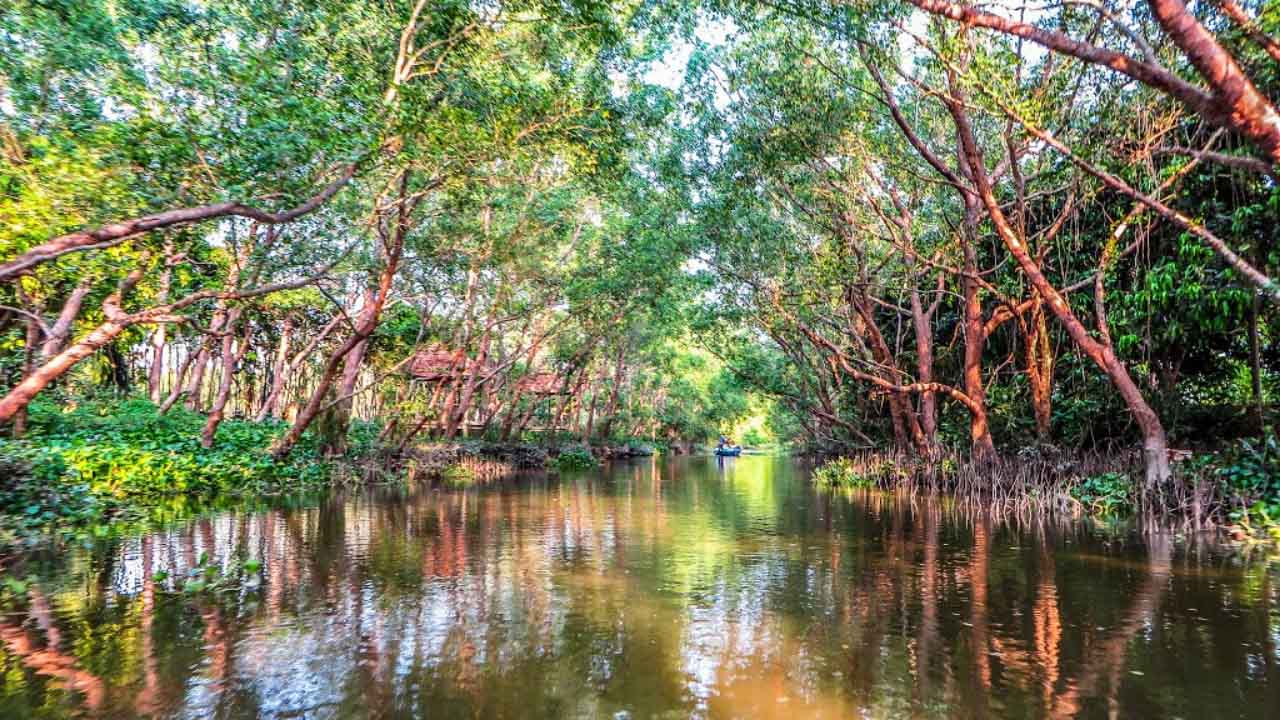 cồn ấu 1