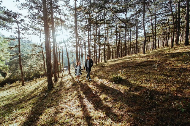 8-nhung-canh-rung-thong-da-lat-danh-cho-nhung-ke-mong-mo