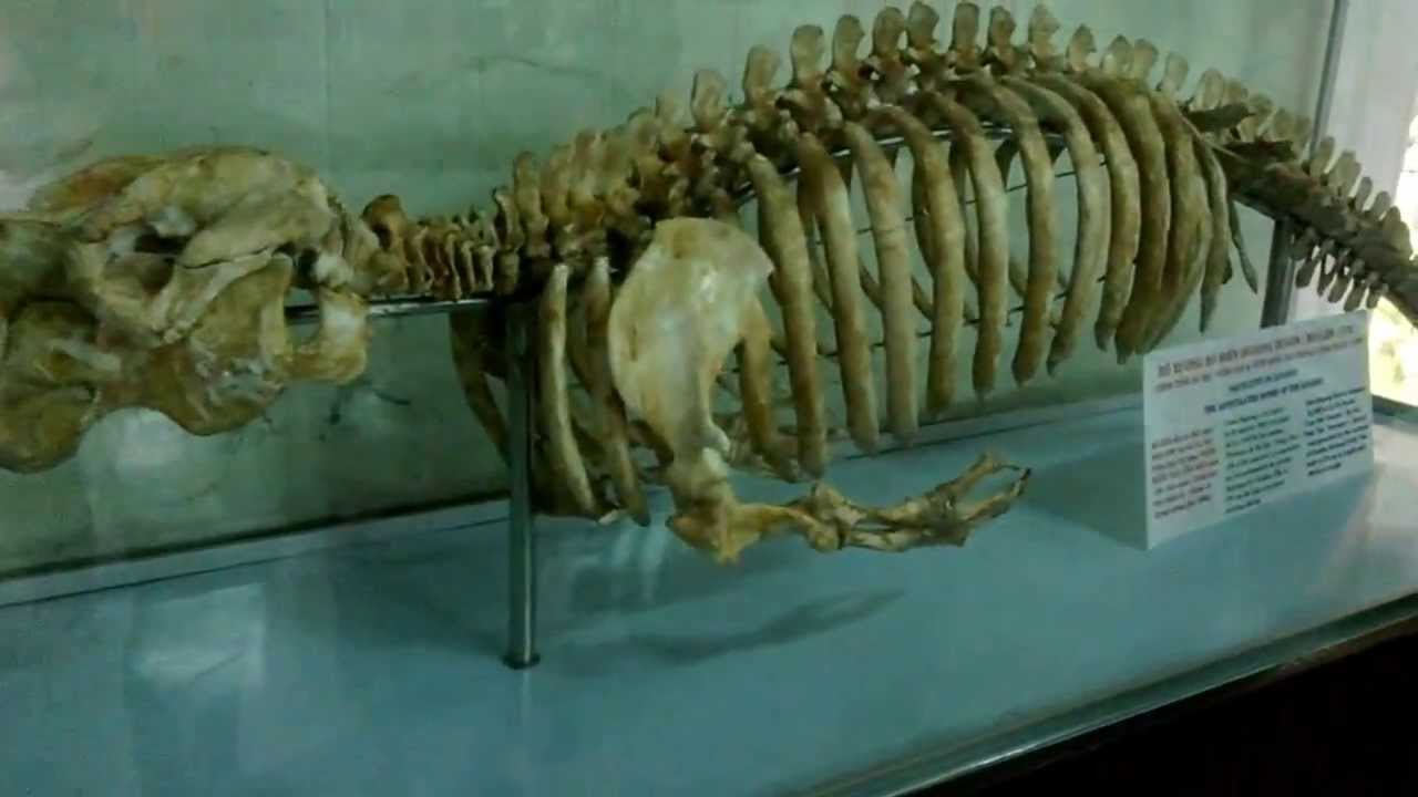 bảo tàng hải dương học 1