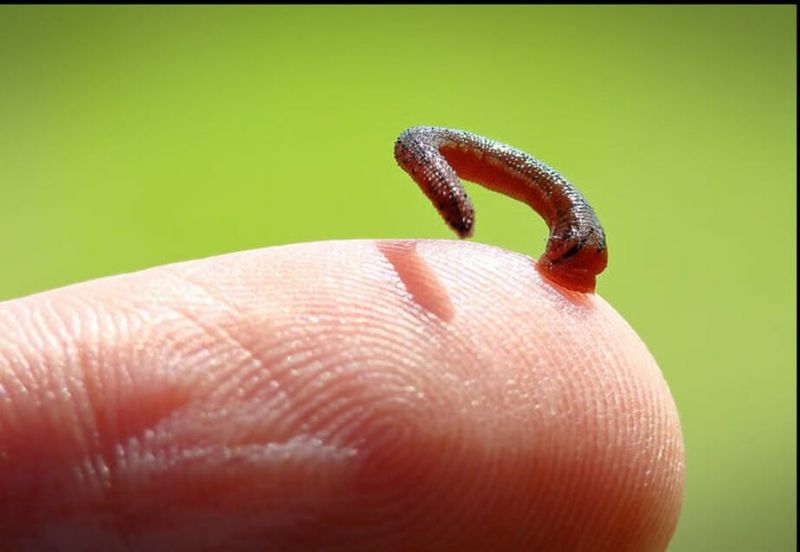 C&Aacute;CH PH&Ograve;NG CHỐNG, XỬ L&Yacute; VẮT H&Uacute;T M&Aacute;U KHI ĐI RỪNG