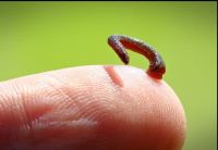 C&Aacute;CH PH&Ograve;NG CHỐNG, XỬ L&Yacute; VẮT H&Uacute;T M&Aacute;U KHI ĐI RỪNG